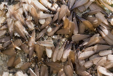 why do termites swarm in the spring