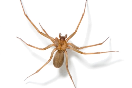 wolf spiders vs brown recluse spiders