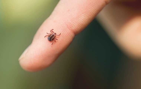wood ticks vs deer ticks