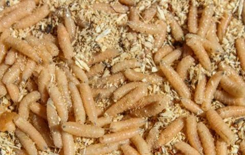 maggots
