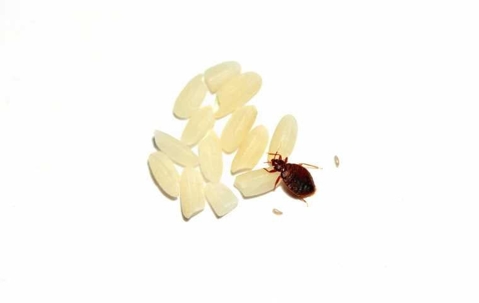 What do bed bug eggs look like discount