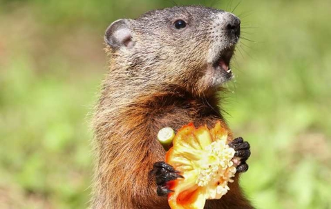 groundhog eating