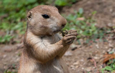 gopher eating