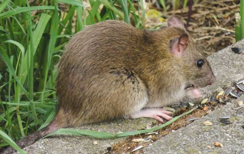 what rats eat