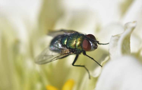 how long do flies live?