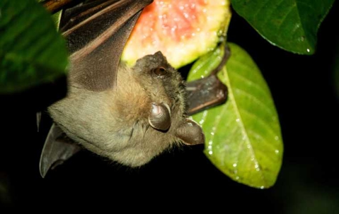 bat eating a fruit