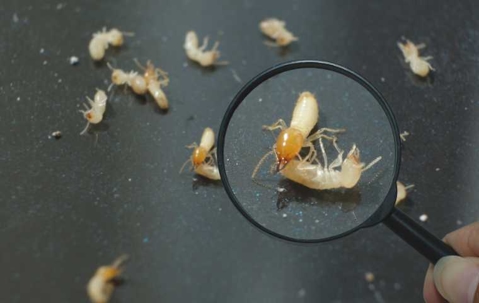 what are termites