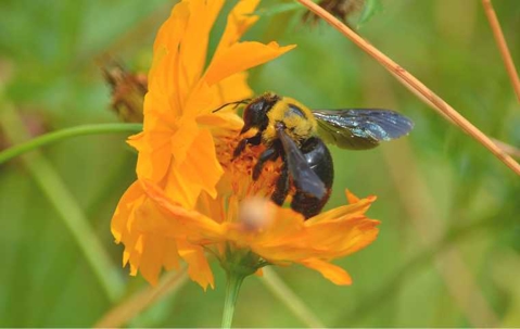 Do Carpenter Bees Sting? | Miche Pest Control