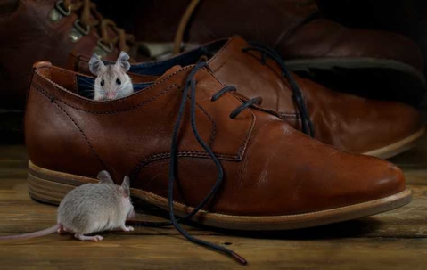 how to get rid of mice