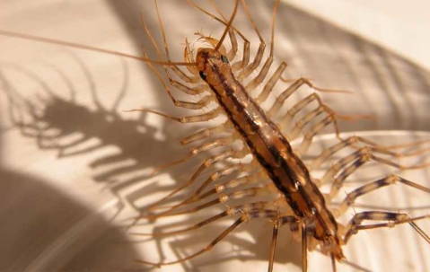 are house centipedes poisonous?