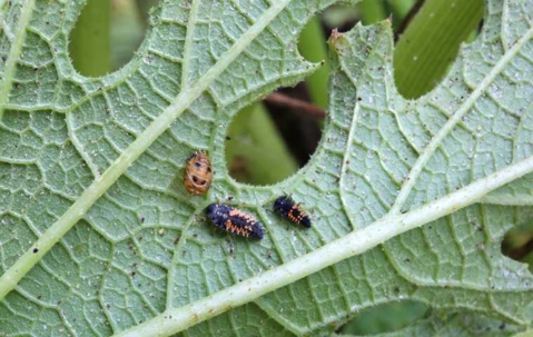 ladybug larvae