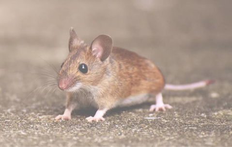 mouse