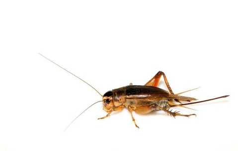 do crickets bite
