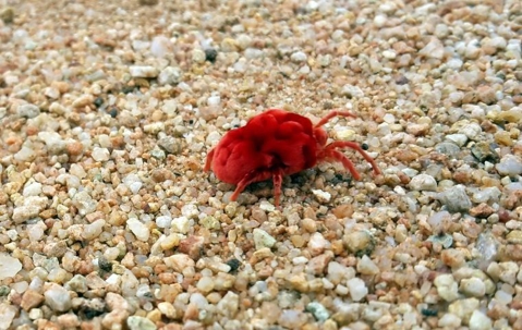 chigger on the ground