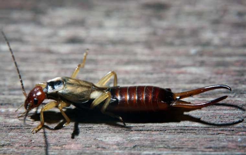 what do earwigs eat?