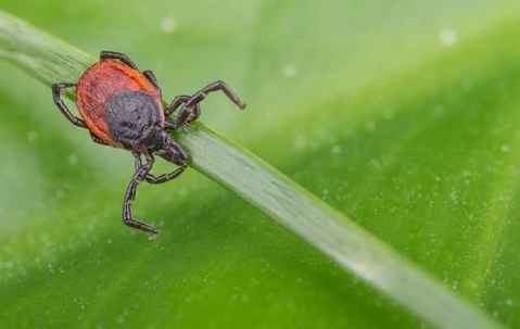 what deer ticks look like