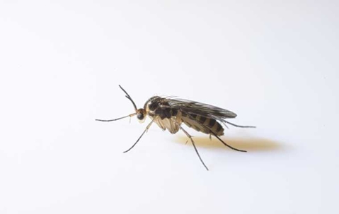 gnat