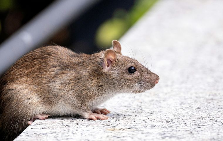 norway rat