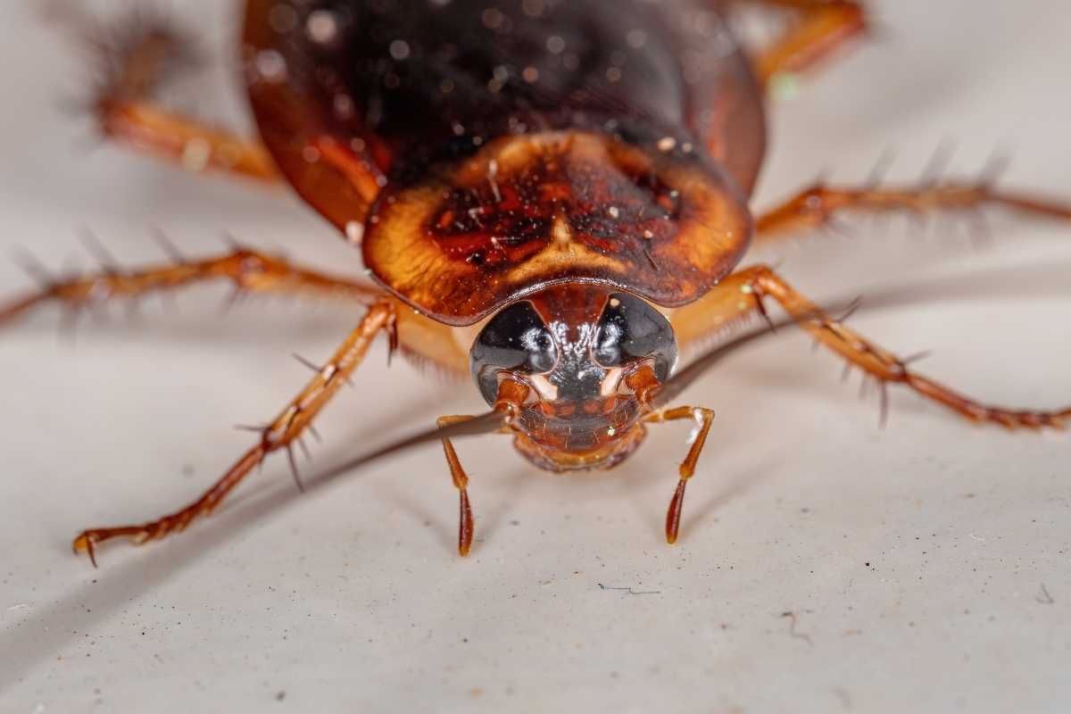 american cockroach control