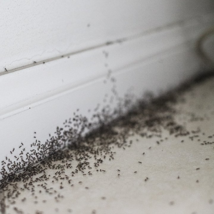 ant control