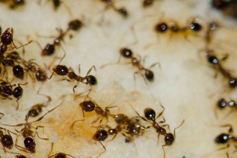 argentine ant control