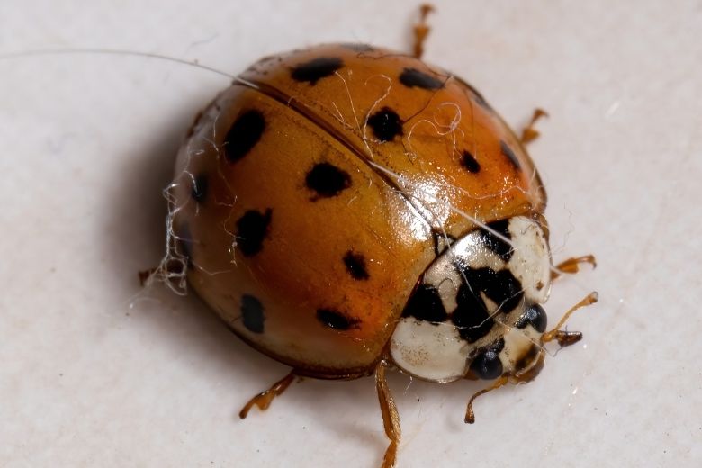 asian lady beetle control