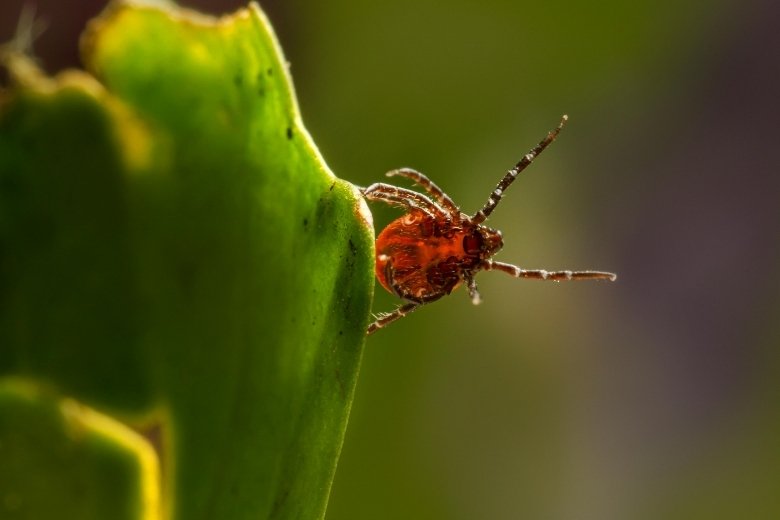 asian longhorned tick control