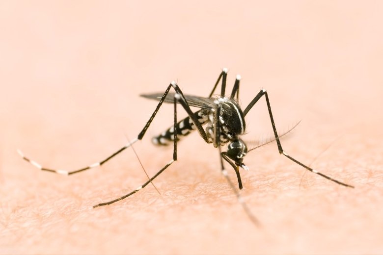 asian tiger mosquito control