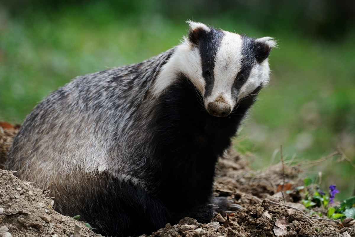 badger control