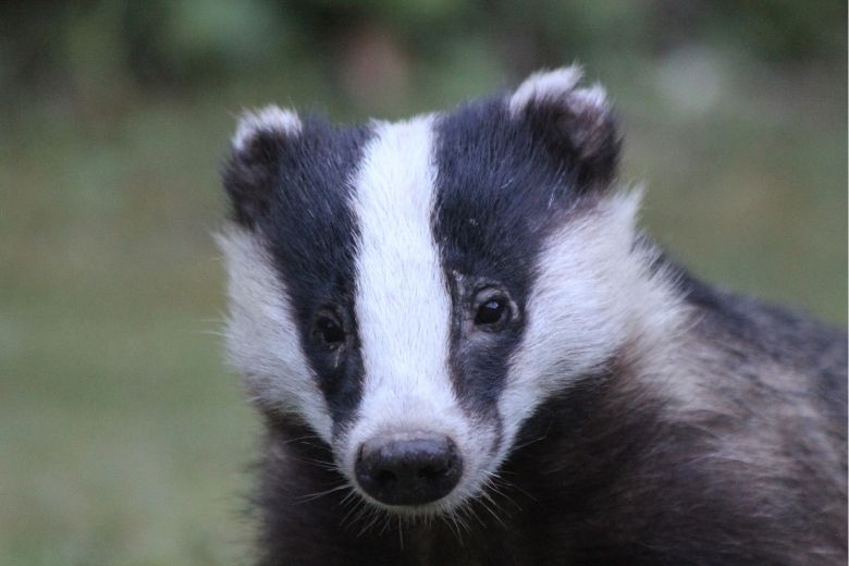 badger control