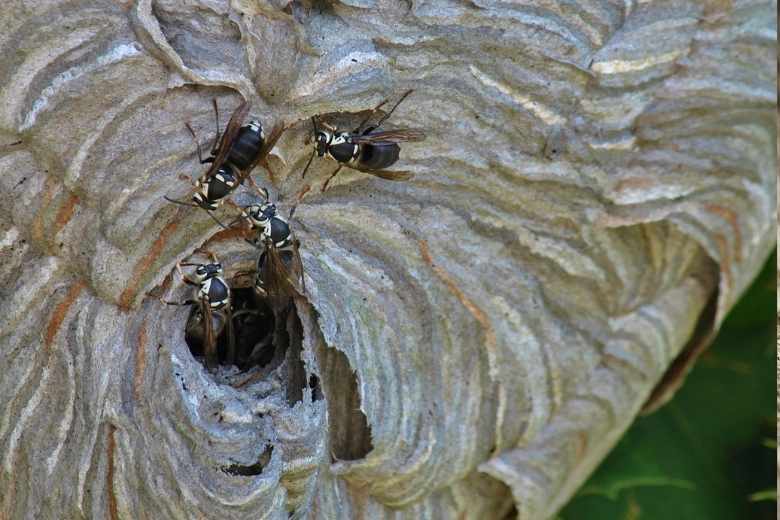 bald faced hornet control