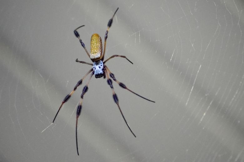 banana spider control