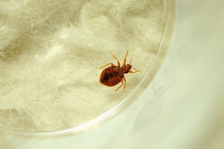 bed bug control
