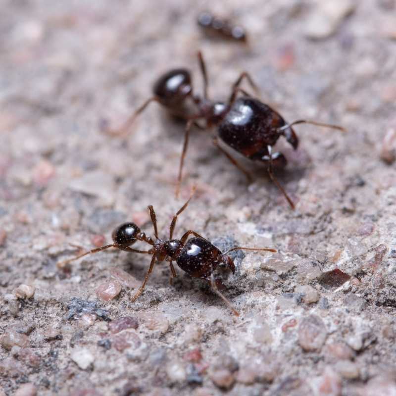 bigheaded ant control