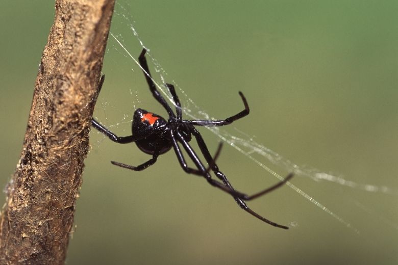 black widow spider control