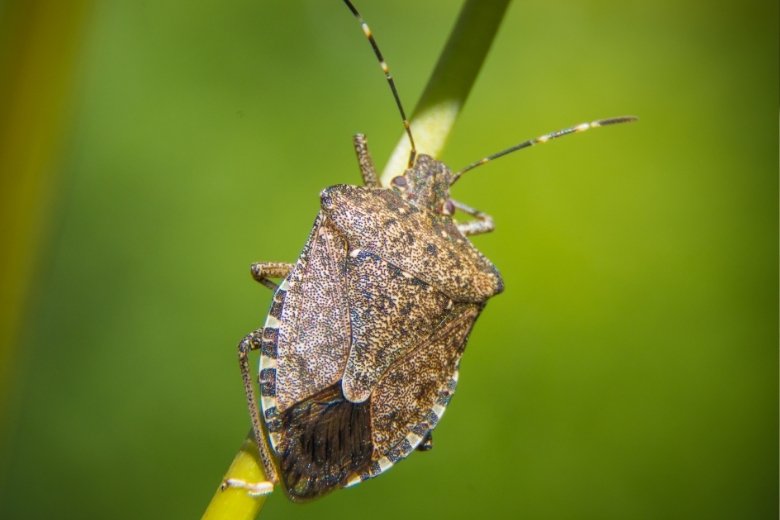 Mic Bug Insect Are Stink Bugs Poisonous? | Miche Pest Control