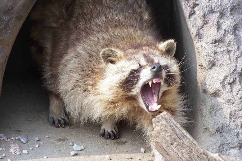 Do Raccoons Bite? | Miche Pest Control