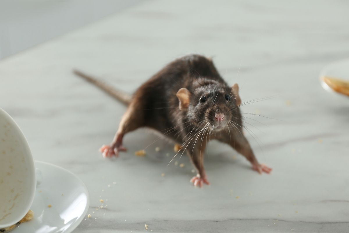 Rat Scratch Rabies Do Rats Bite? | Miche Pest Control