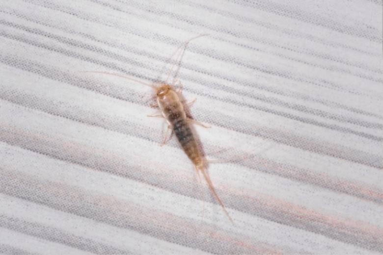 Firebrands Insect How To Get Rid Of Firebrats | Miche Pest Control