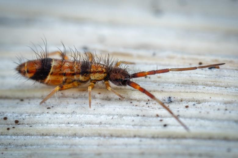 How To Get Rid Of Springtails | Miche Pest Control