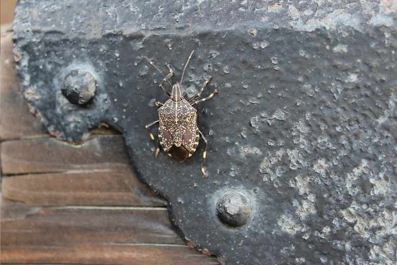 Mic Bug Insect How To Get Rid Of Stink Bugs | Miche Pest Control