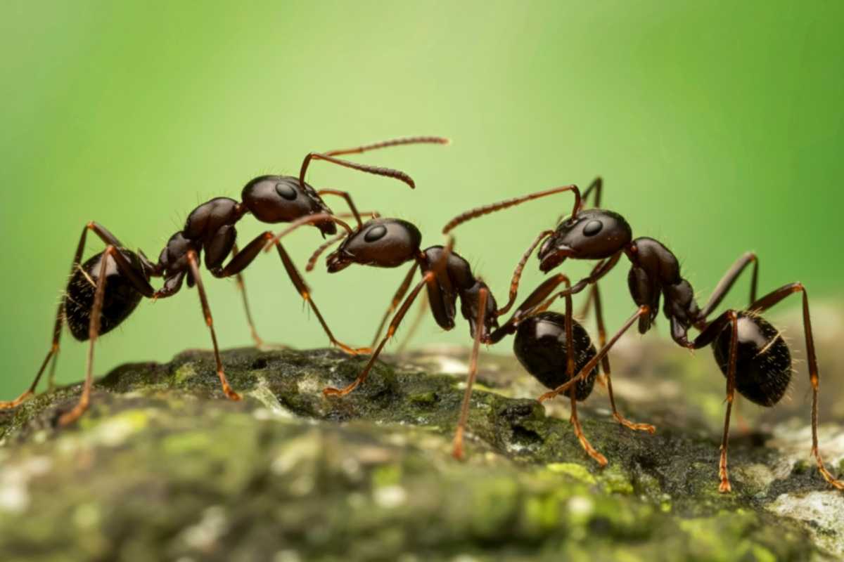 Repulsive Ant Natural Ant Repellents | Miche Pest Control