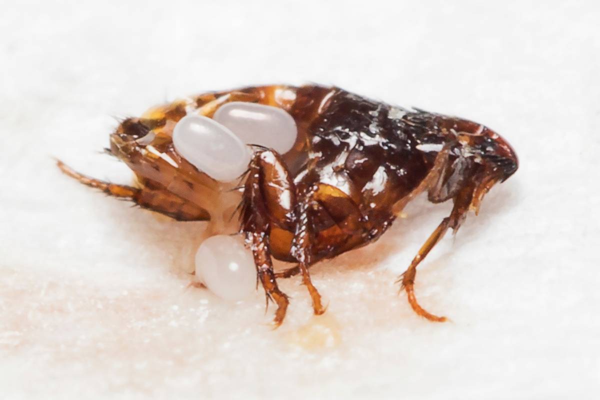 Vlooie What Do Fleas Look Like? | Miche Pest Control