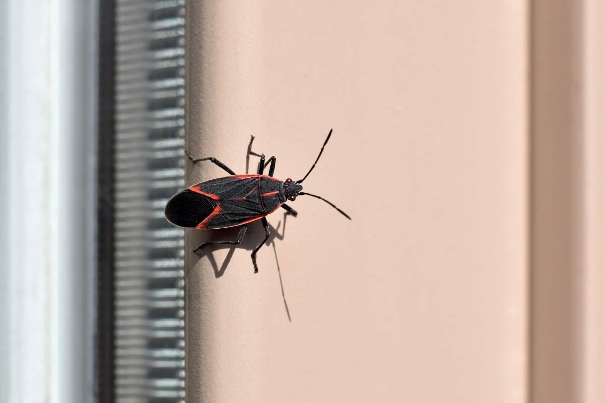 boxelder bug control