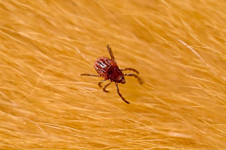 brown dog tick control