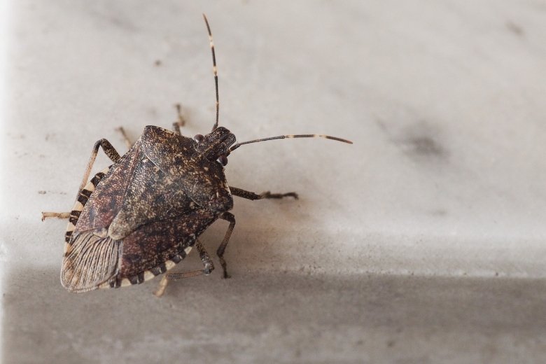 brown marmorated stink bug control