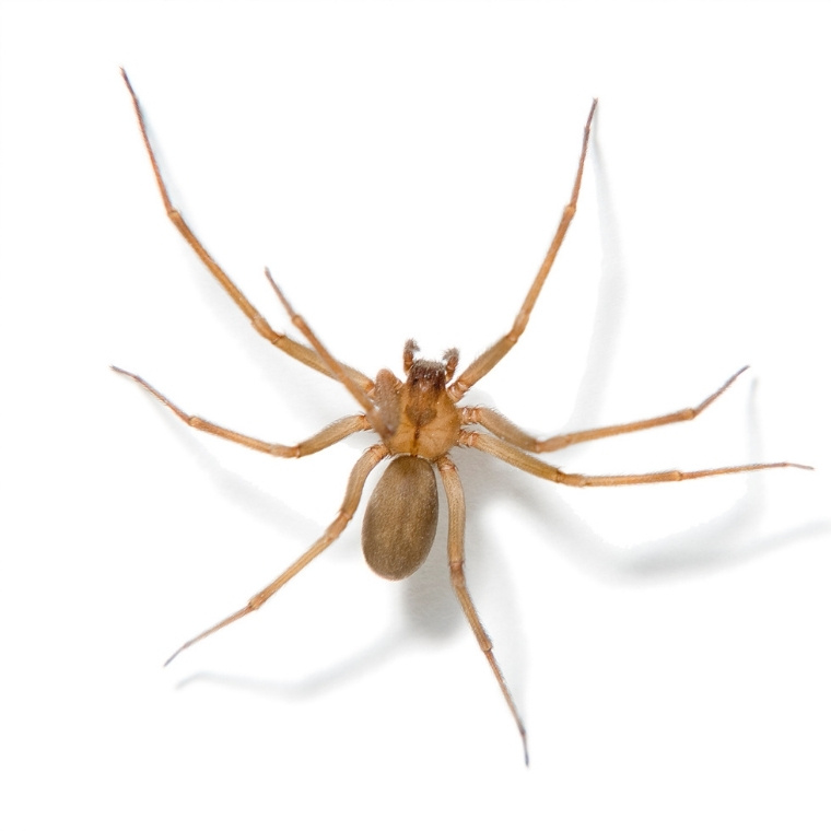 brown recluse spider control