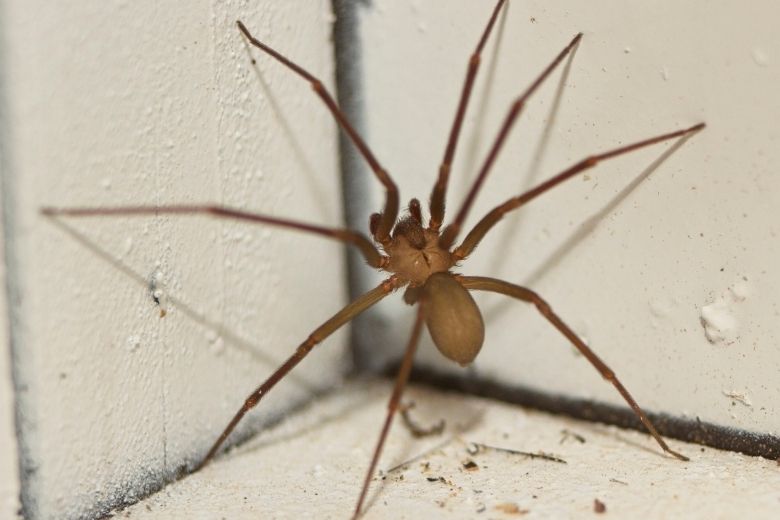 brown recluse spider