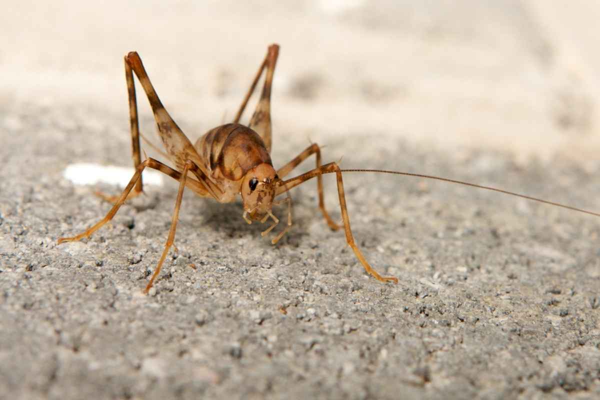 camel cricket control