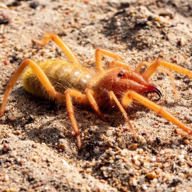 camel spider control